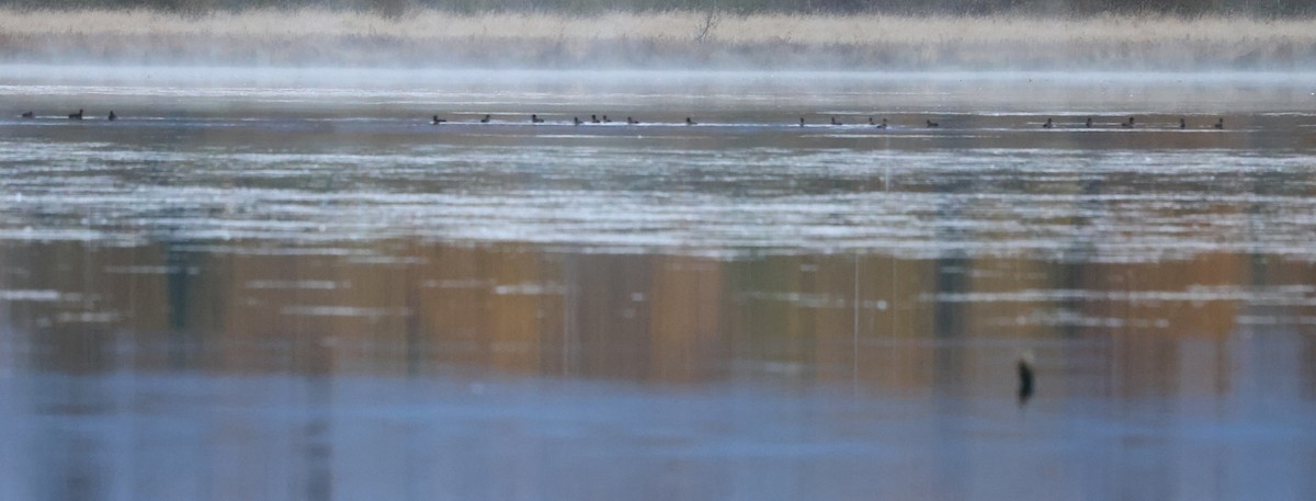anatidé sp. (canard sp.) - ML643156252