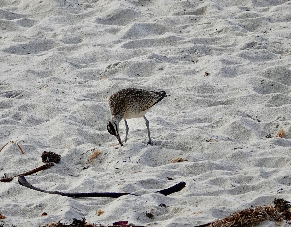 Hudsonian Whimbrel - ML643156285