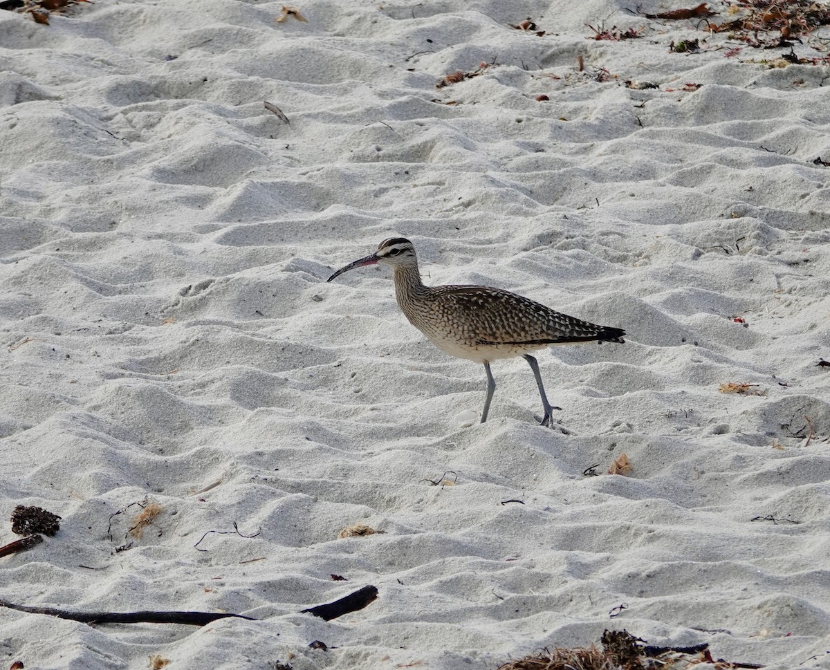 Hudsonian Whimbrel - ML643156286