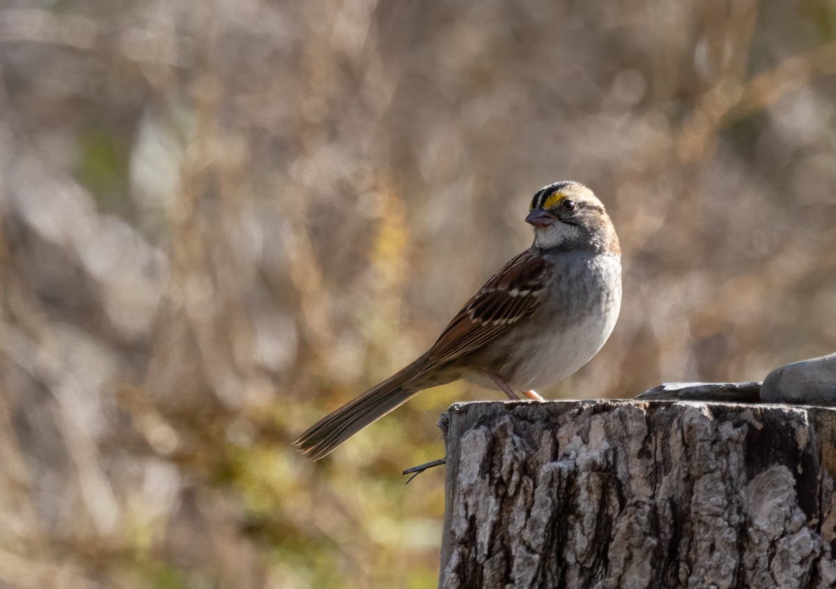 White-throated Sparrow - ML643156294