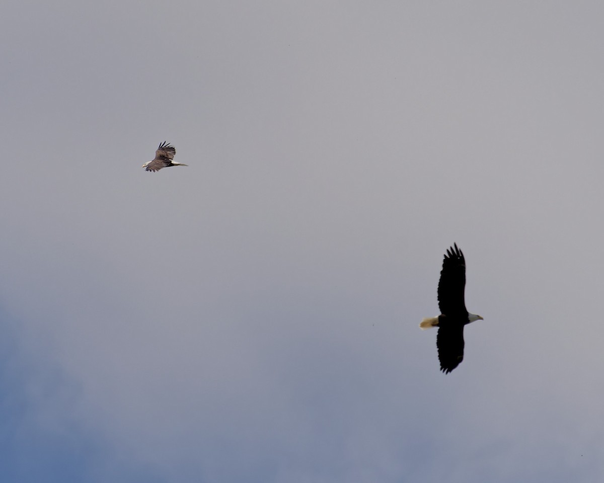 Bald Eagle - ML643156326