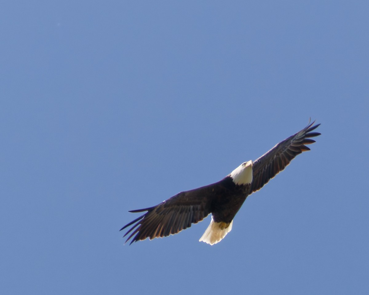 Bald Eagle - ML643156327