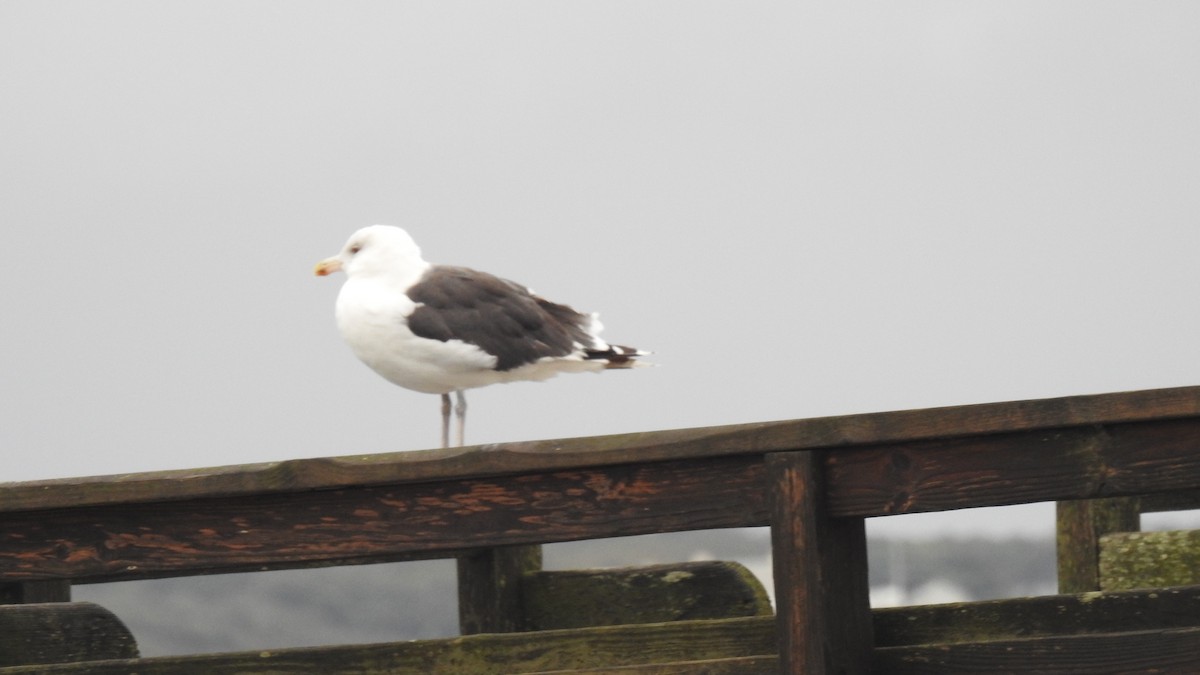 Great Black-backed Gull - ML643156328