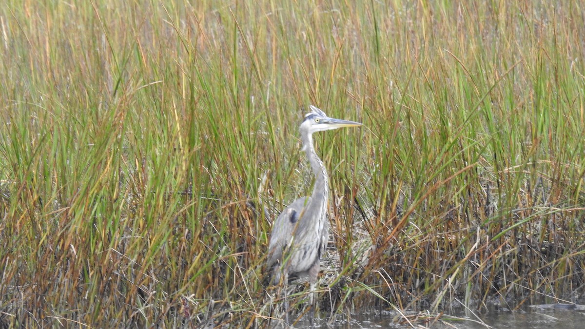 Great Blue Heron - ML643156348