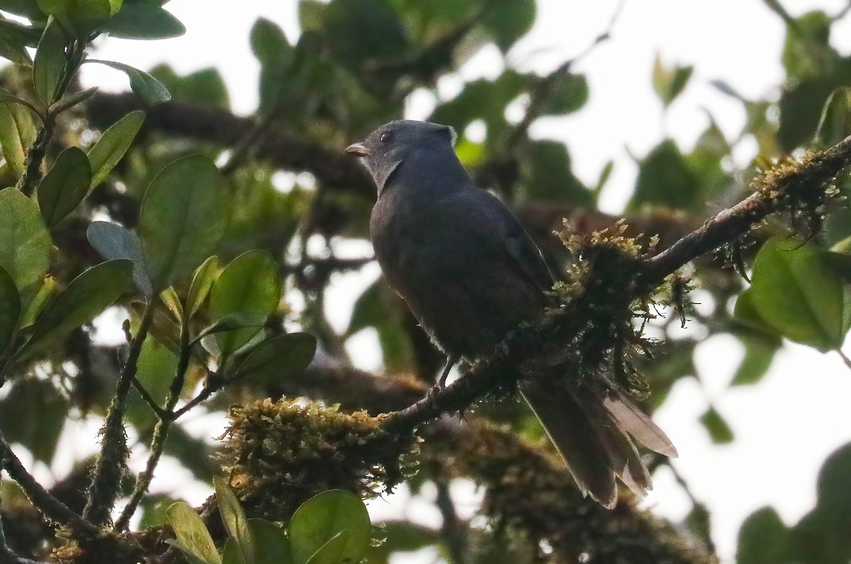 Dusky Piha - ML643156473