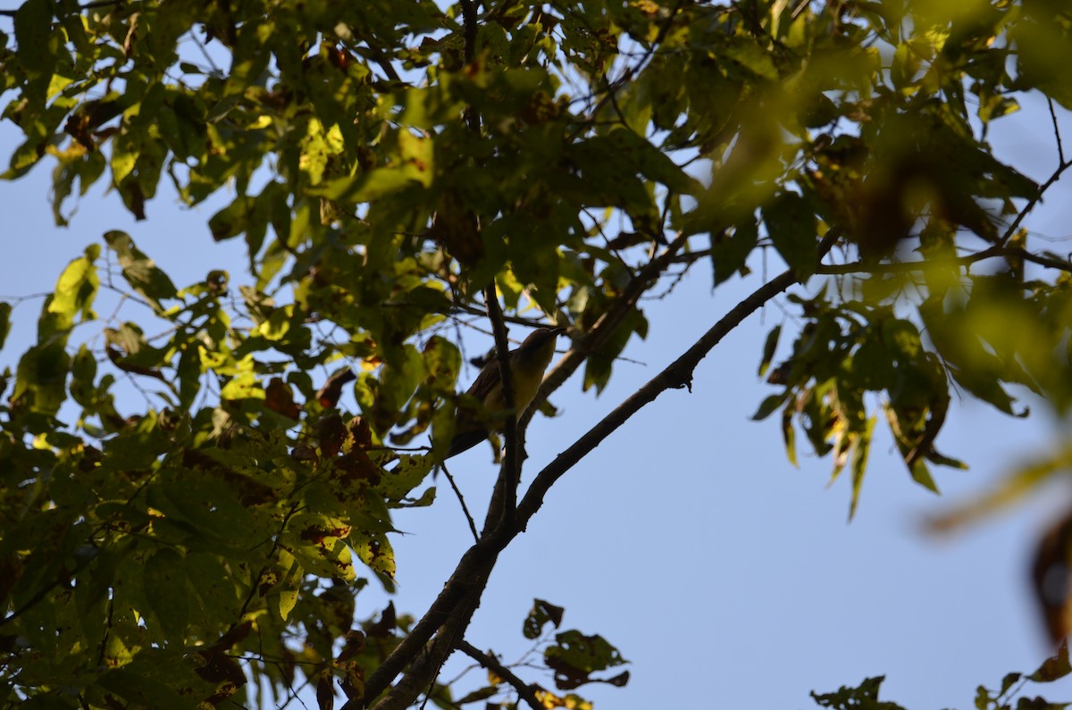 Coulicou à bec jaune ou C. à bec noir - ML643156497