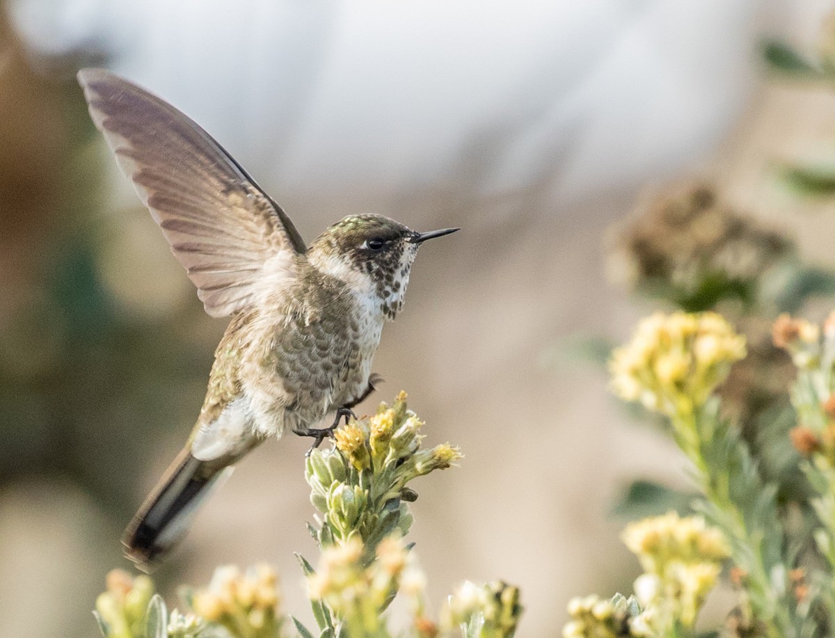 Colibri casqué - ML643156498