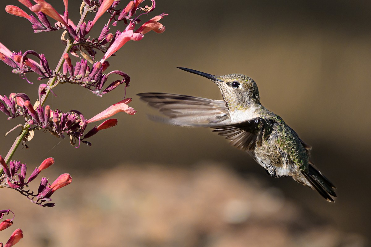 Anna's Hummingbird - ML643156547