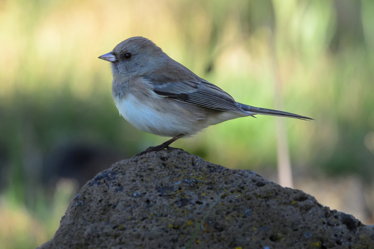 Dark-eyed Junco - ML643156554