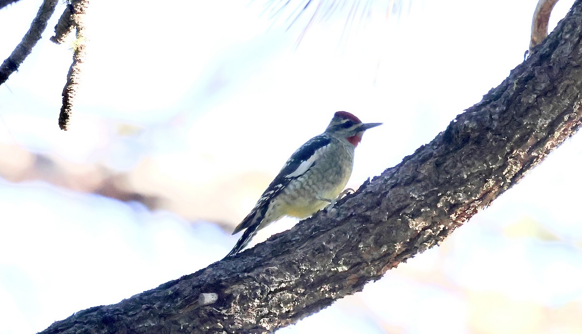 Red-naped Sapsucker - ML643156571