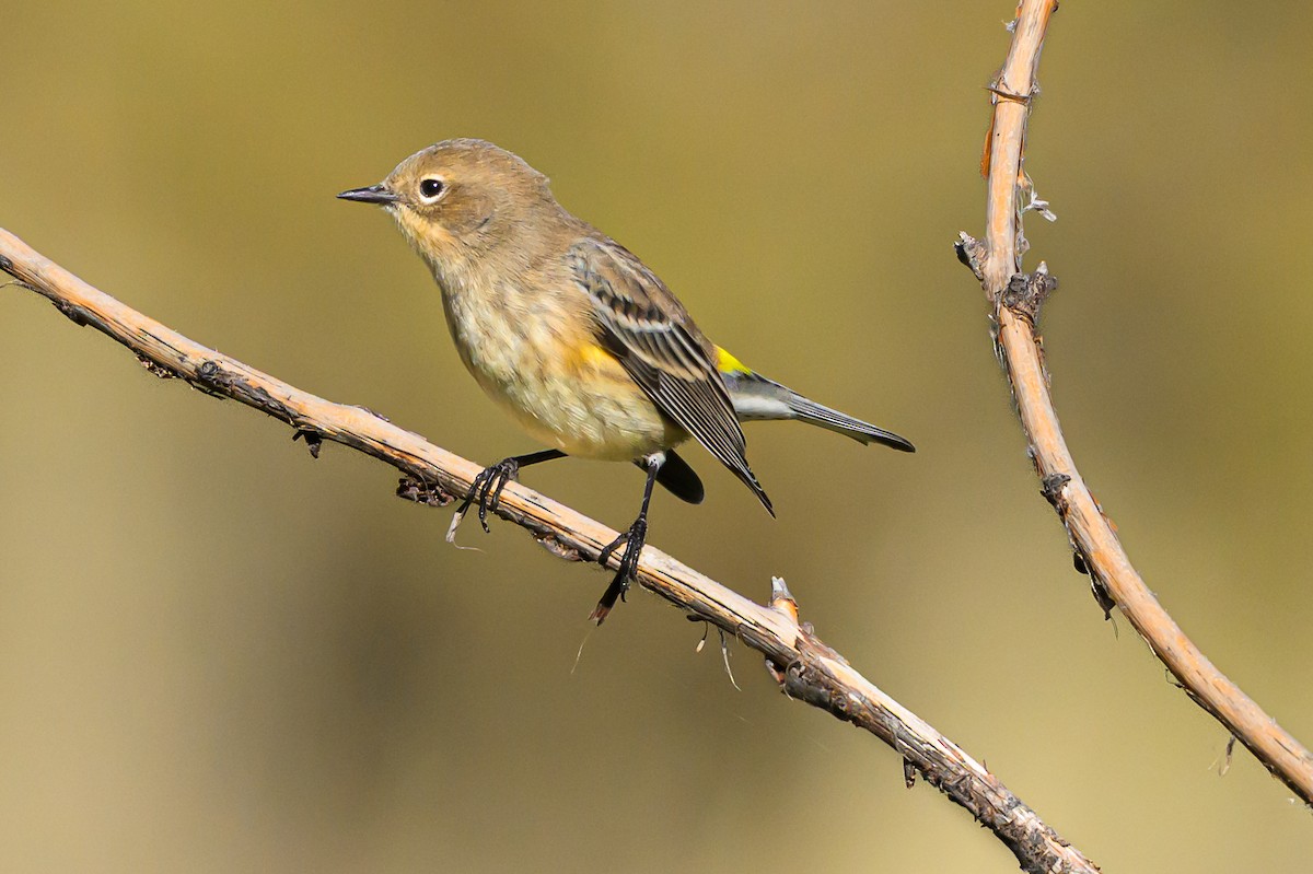 Yellow-rumped Warbler - ML643156583