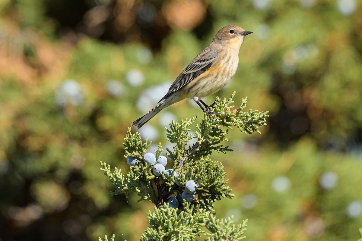 Yellow-rumped Warbler - ML643156614