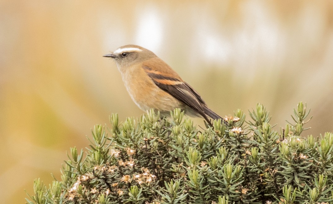 Brown-backed Chat-Tyrant - ML643156617