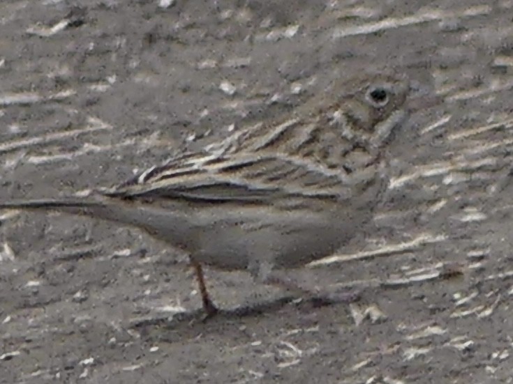 vesperspurv - ML643156648