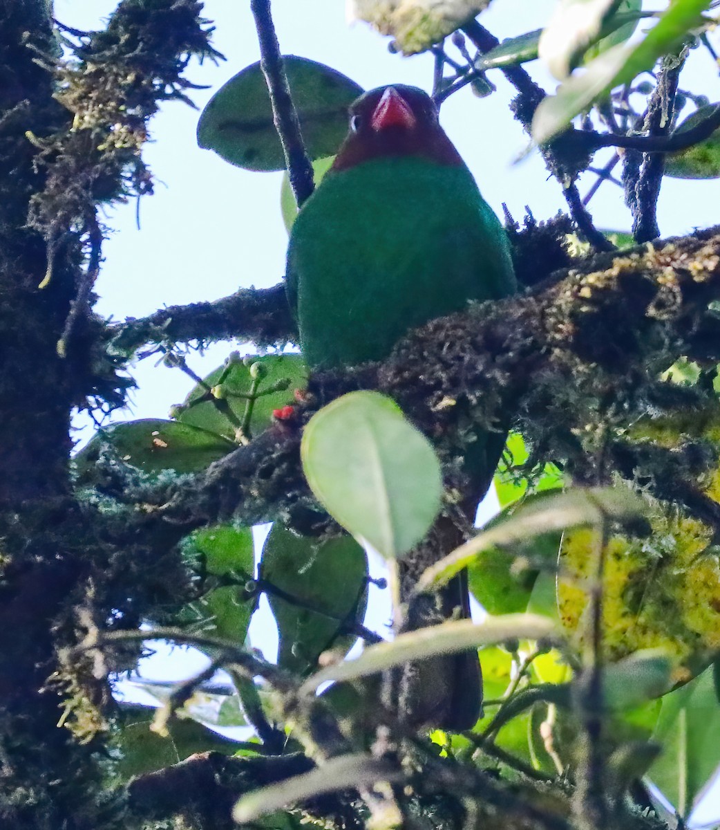 Grass-green Tanager - ML643156661