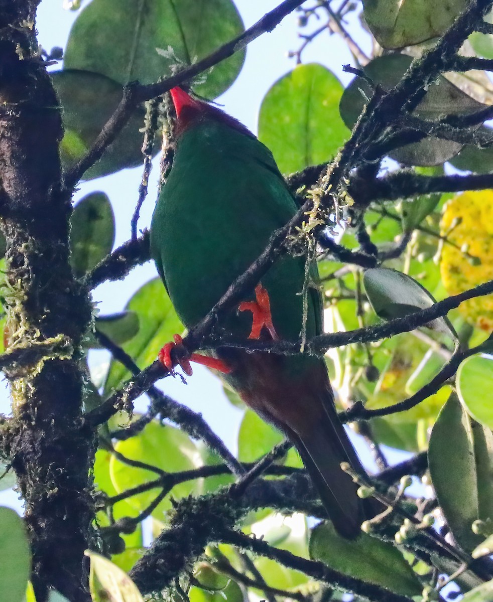 Grass-green Tanager - ML643156662