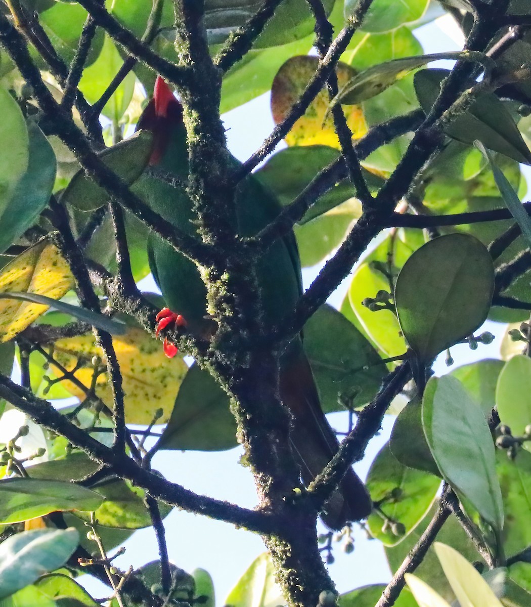 Grass-green Tanager - ML643156663
