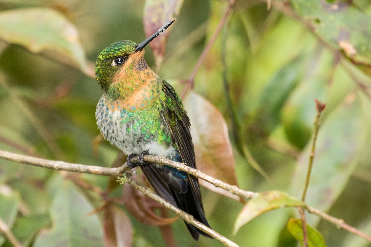 Glowing Puffleg - ML643156673