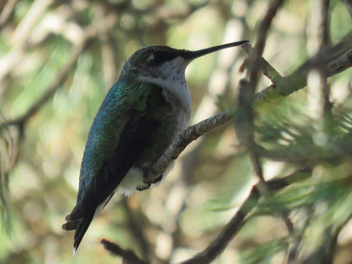 Ruby-throated Hummingbird - ML643156674