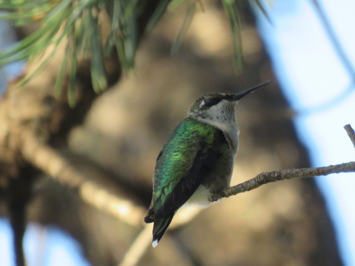 Ruby-throated Hummingbird - ML643156677