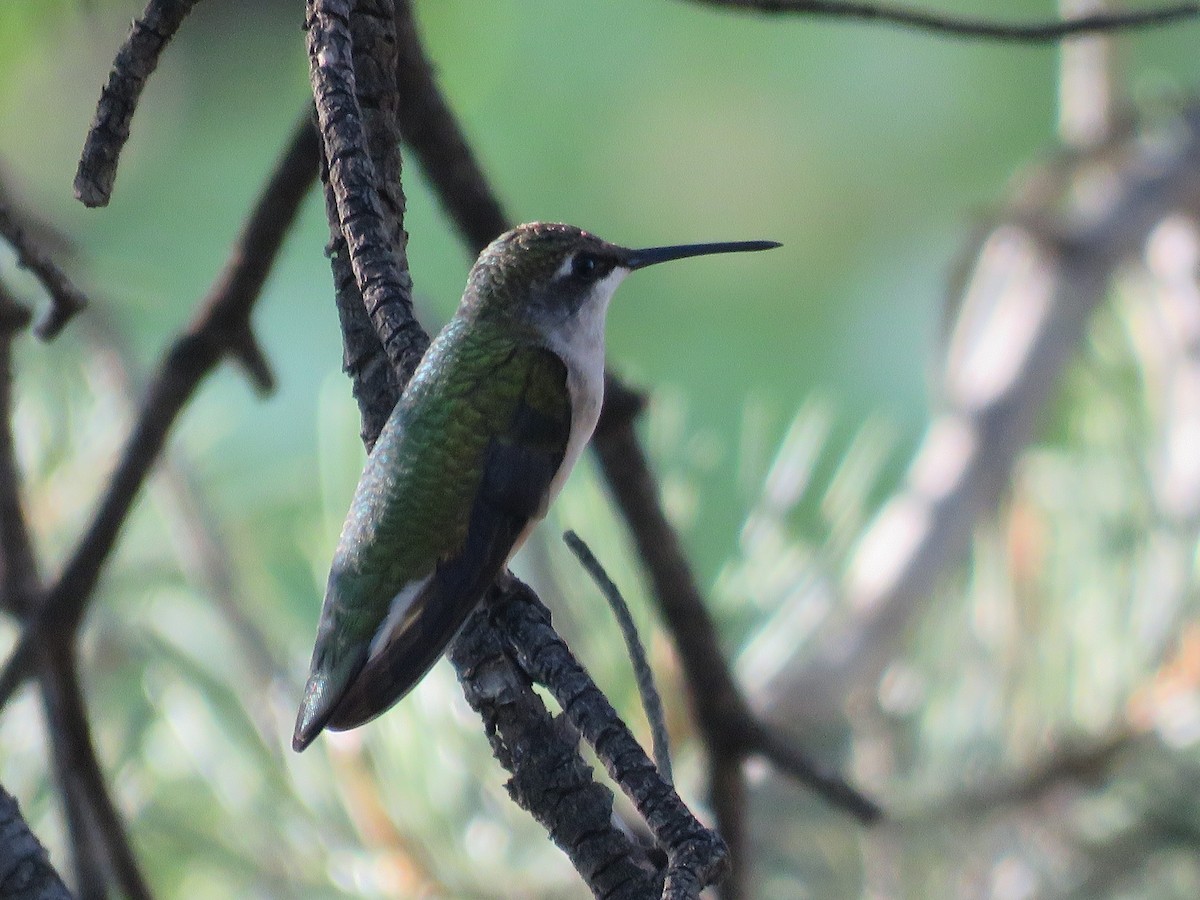 Ruby-throated Hummingbird - ML643156678