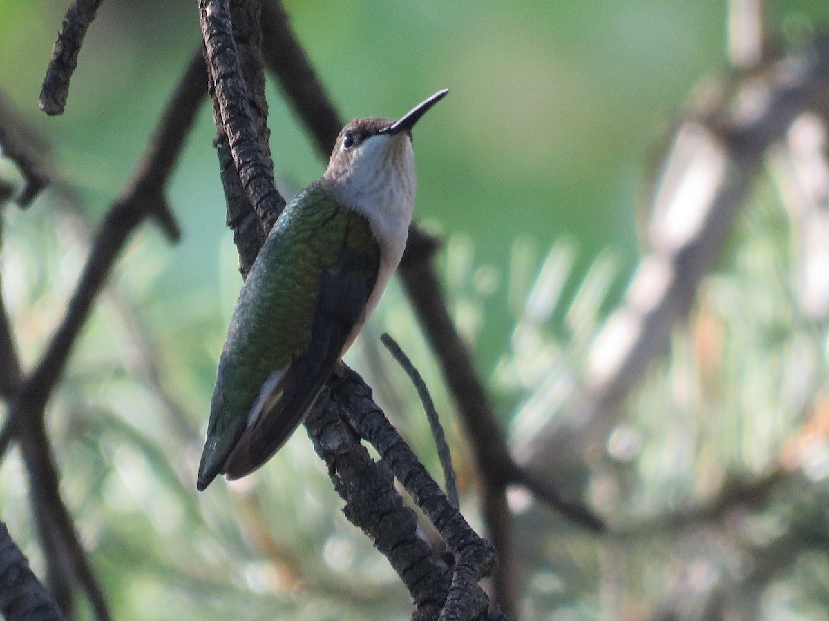 Ruby-throated Hummingbird - ML643156679