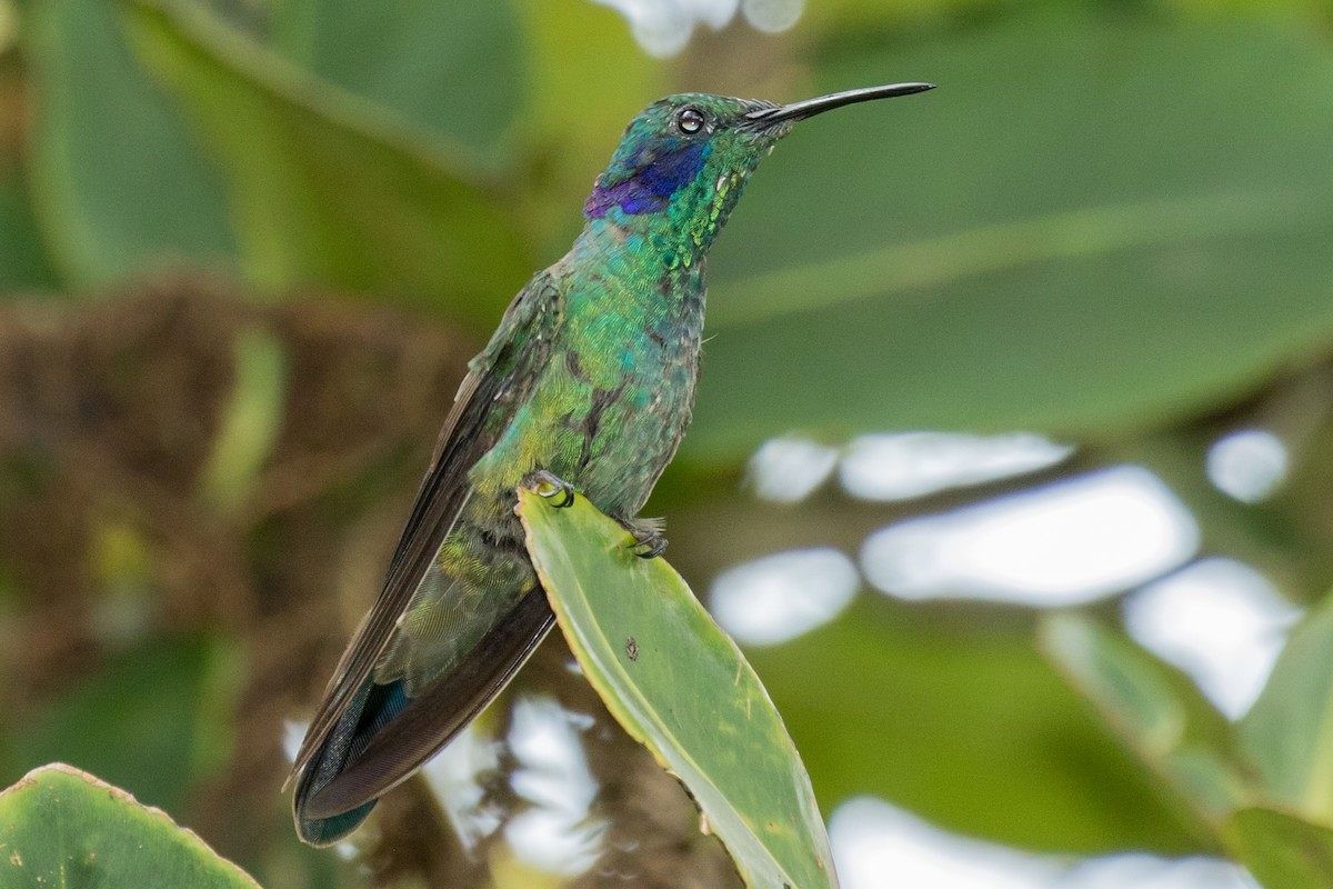 Lesser Violetear (Andean) - ML643156680