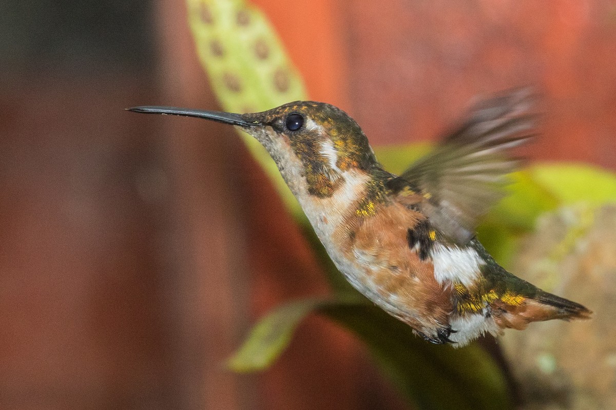 White-bellied Woodstar - ML643156690
