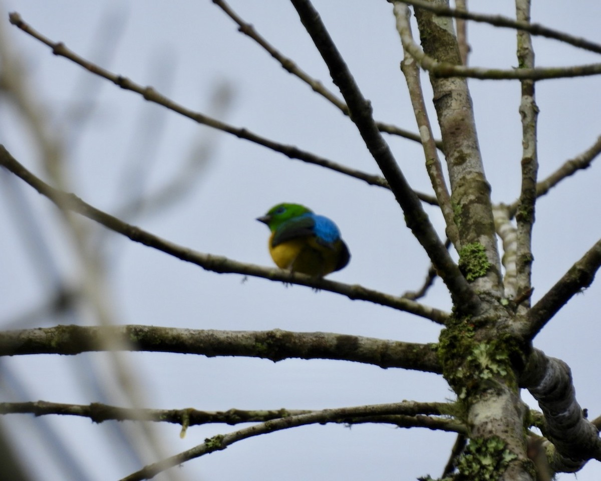 Blue-naped Chlorophonia - ML643156726