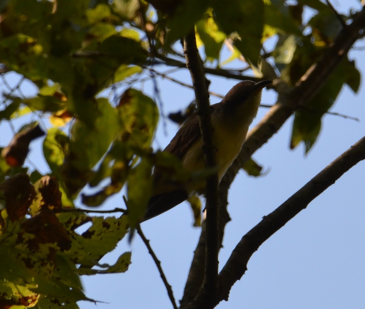 Coulicou à bec jaune ou C. à bec noir - ML643156728