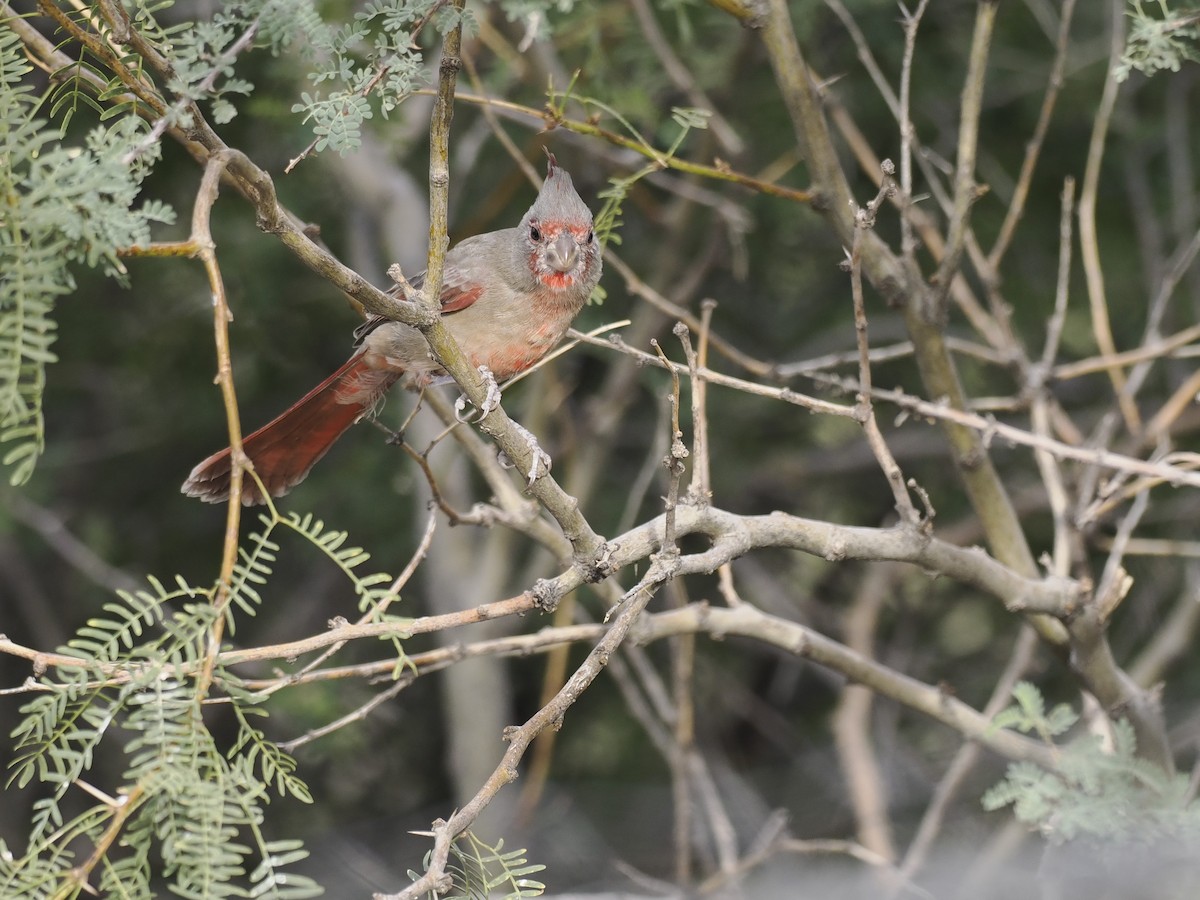 Pyrrhuloxia - ML643156749
