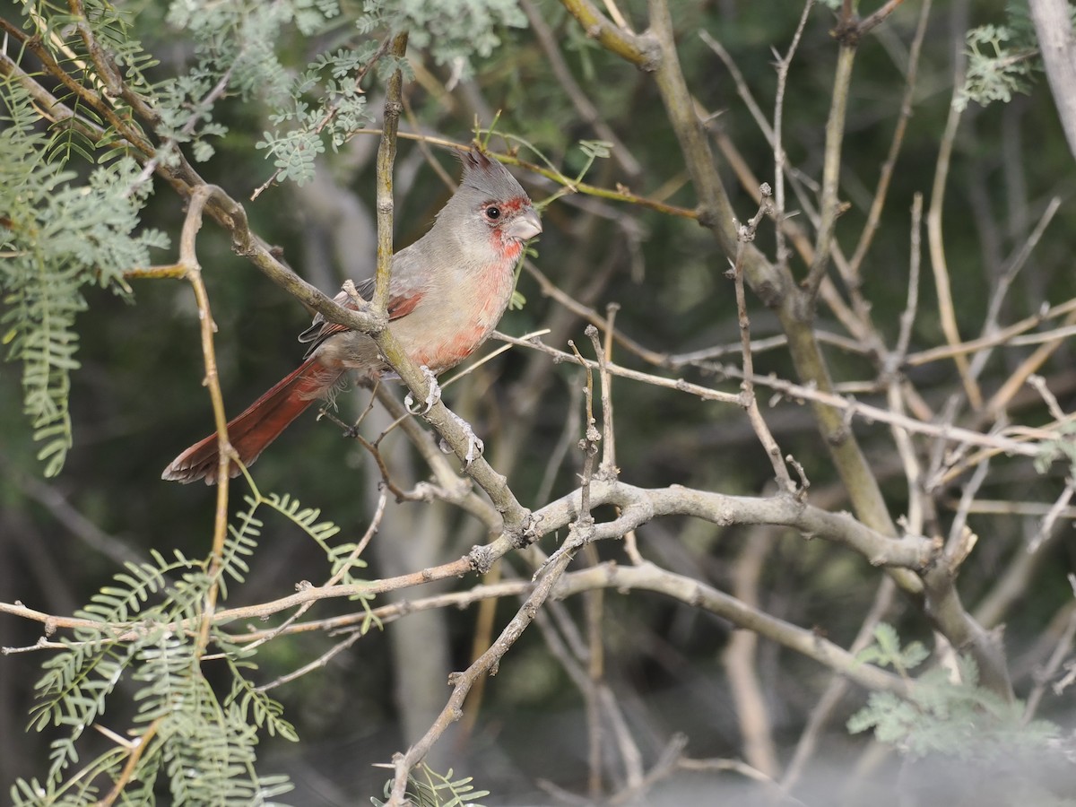 Pyrrhuloxia - ML643156771