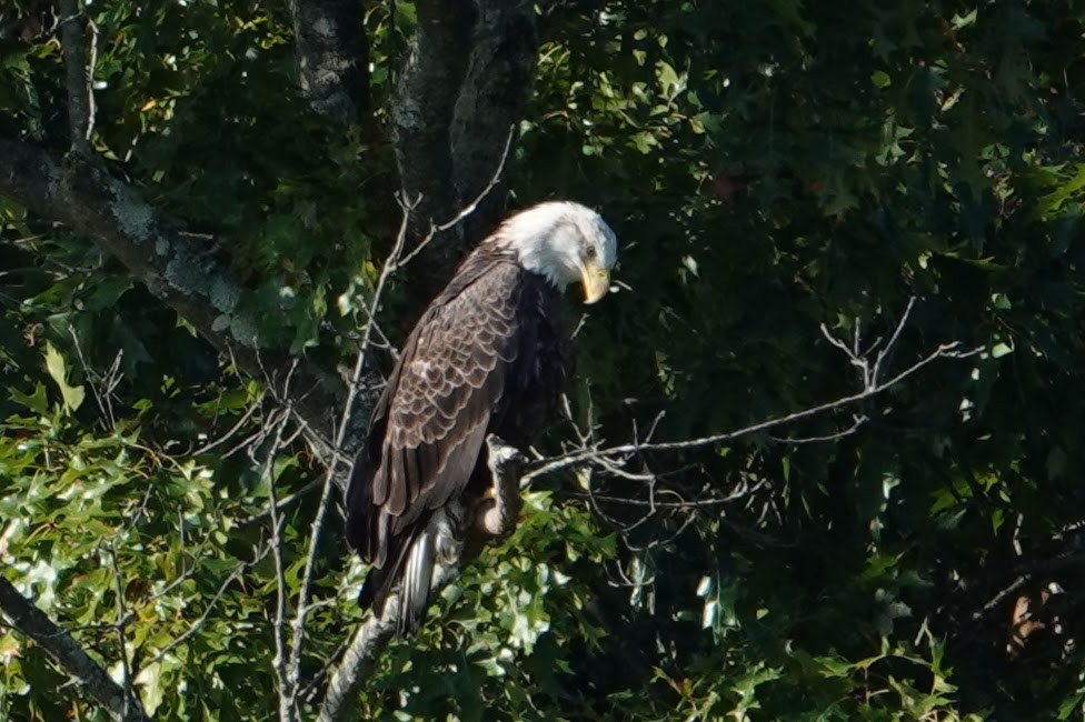 Bald Eagle - ML643156775