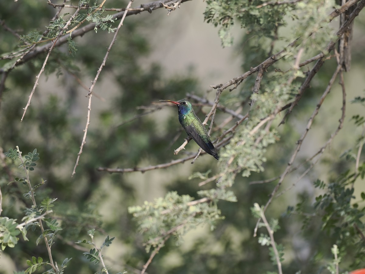 brednebbkolibri - ML643156807