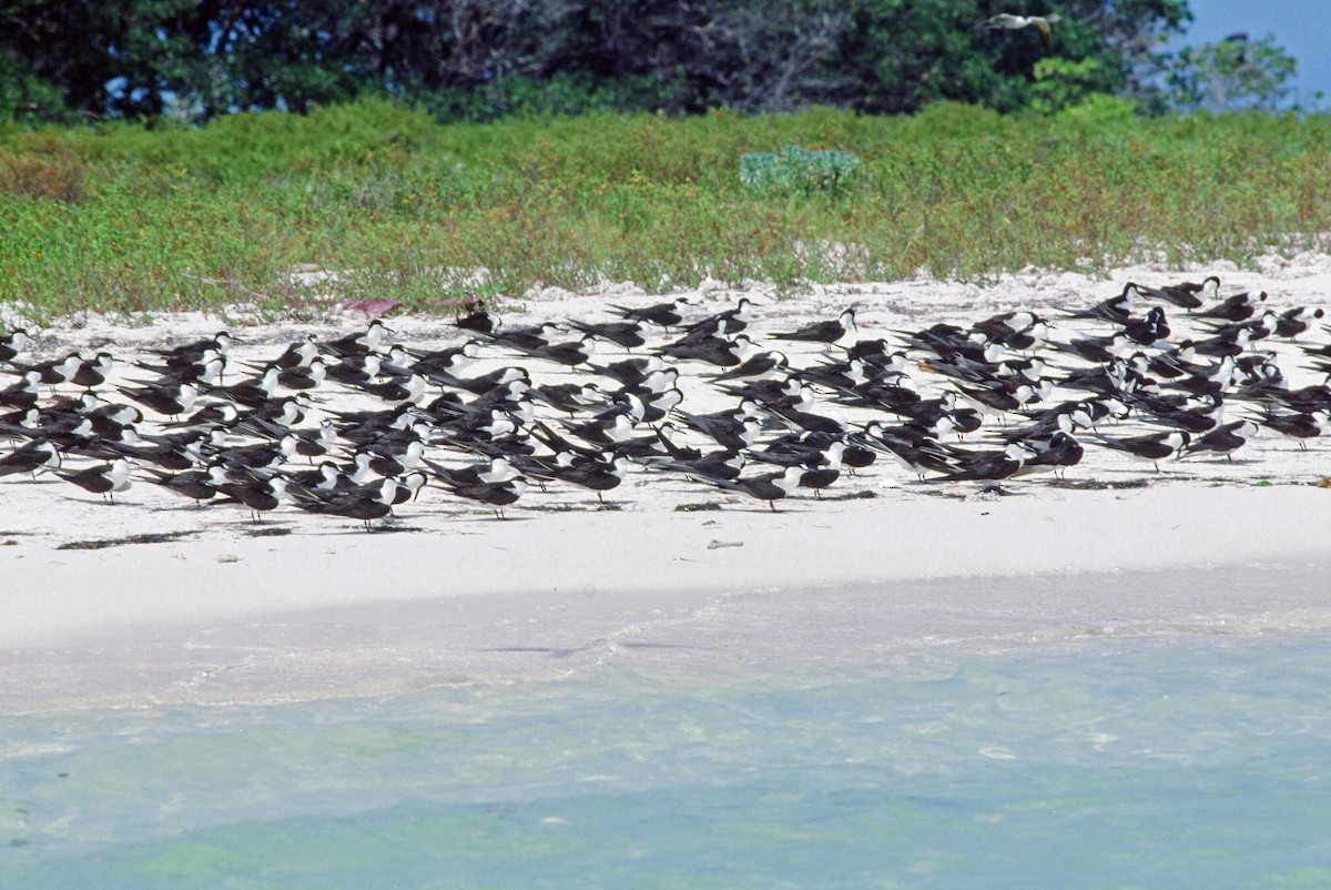 Sooty Tern - ML643156825
