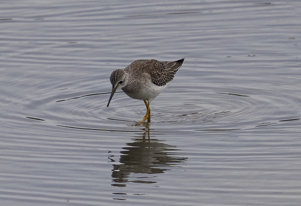 Lesser Yellowlegs - ML643156863