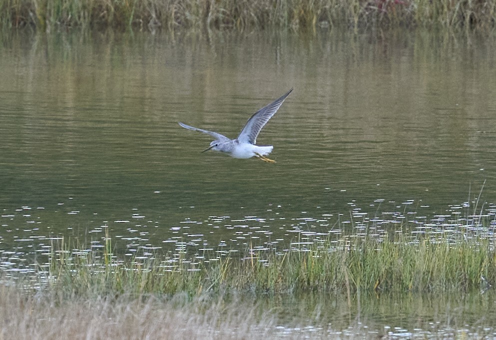 Lesser Yellowlegs - ML643156864