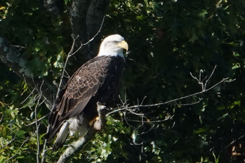 Bald Eagle - ML643156878