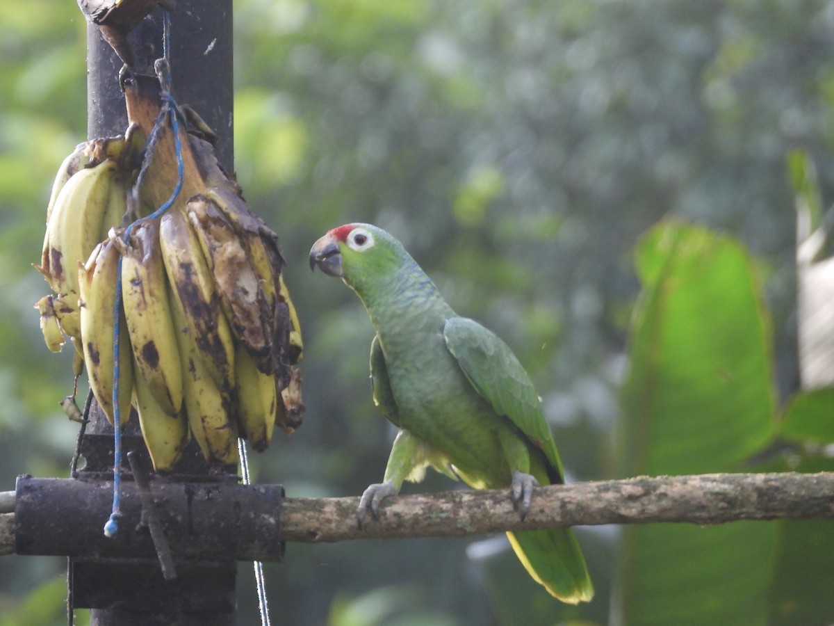 Red-lored Amazon - ML643156911