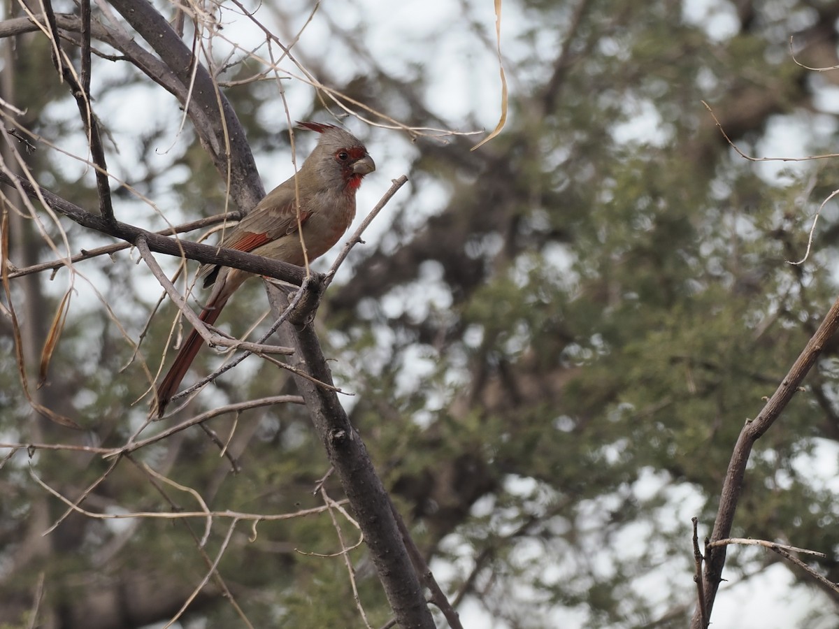 Pyrrhuloxia - ML643156919