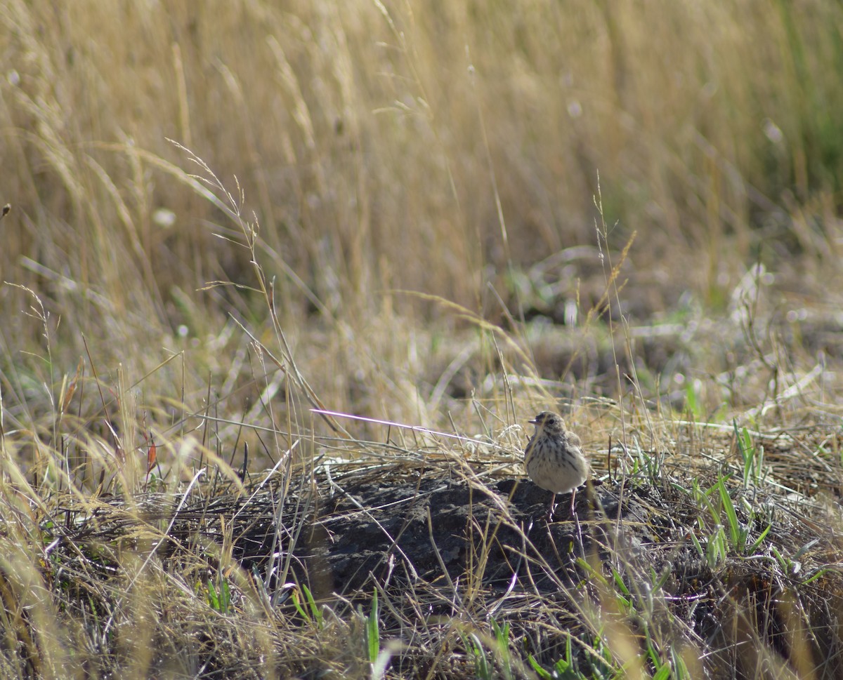 Berthelot's Pipit - ML643156931