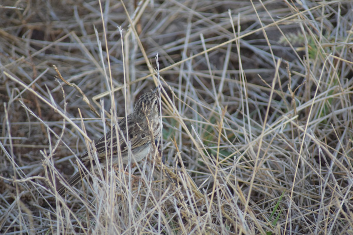 Berthelot's Pipit - ML643156932