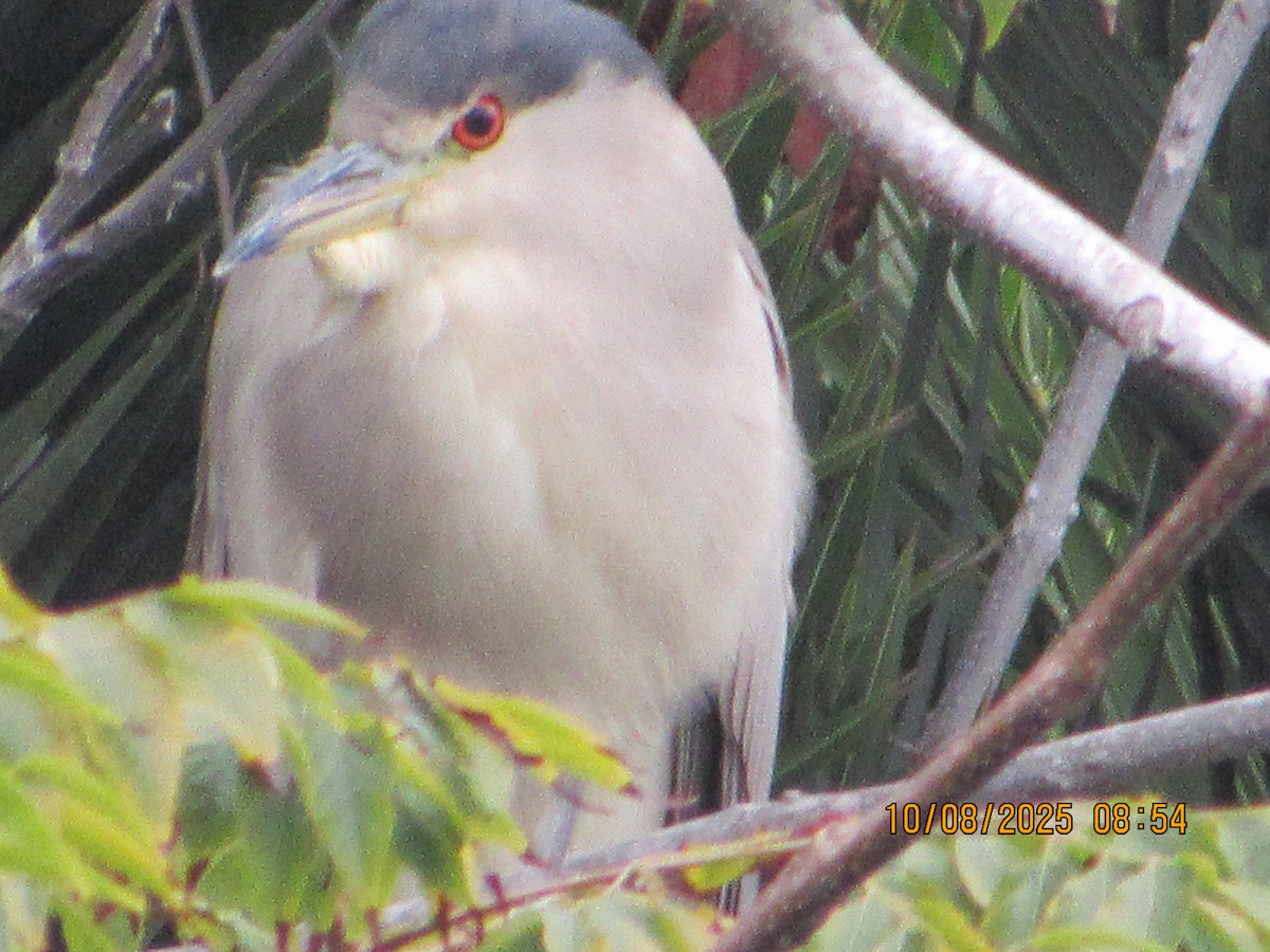 Black-crowned Night Heron - ML643156941
