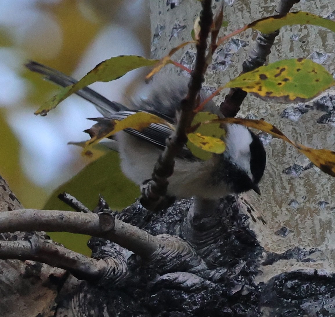Black-capped Chickadee - ML643156943