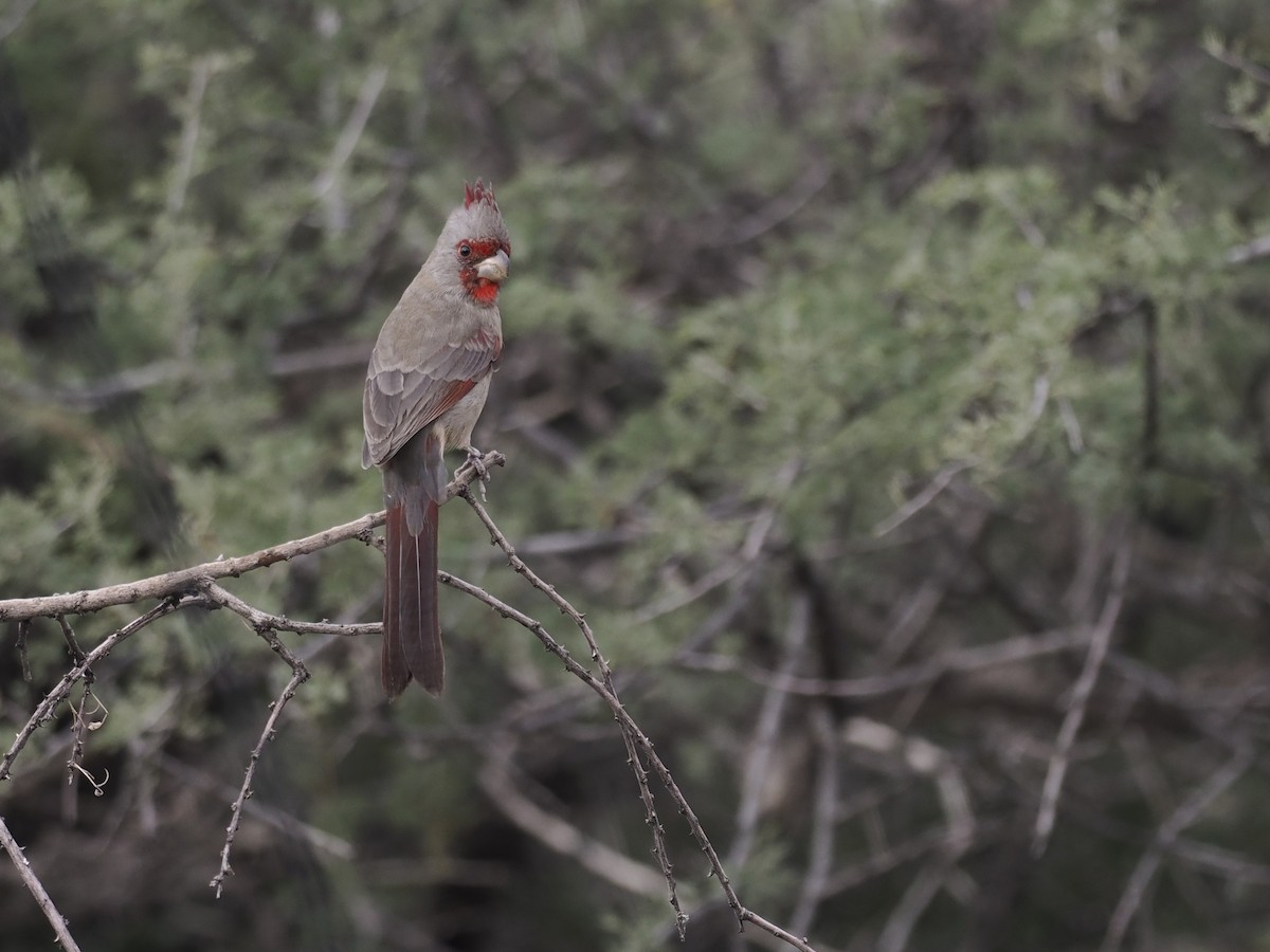 Pyrrhuloxia - ML643156965