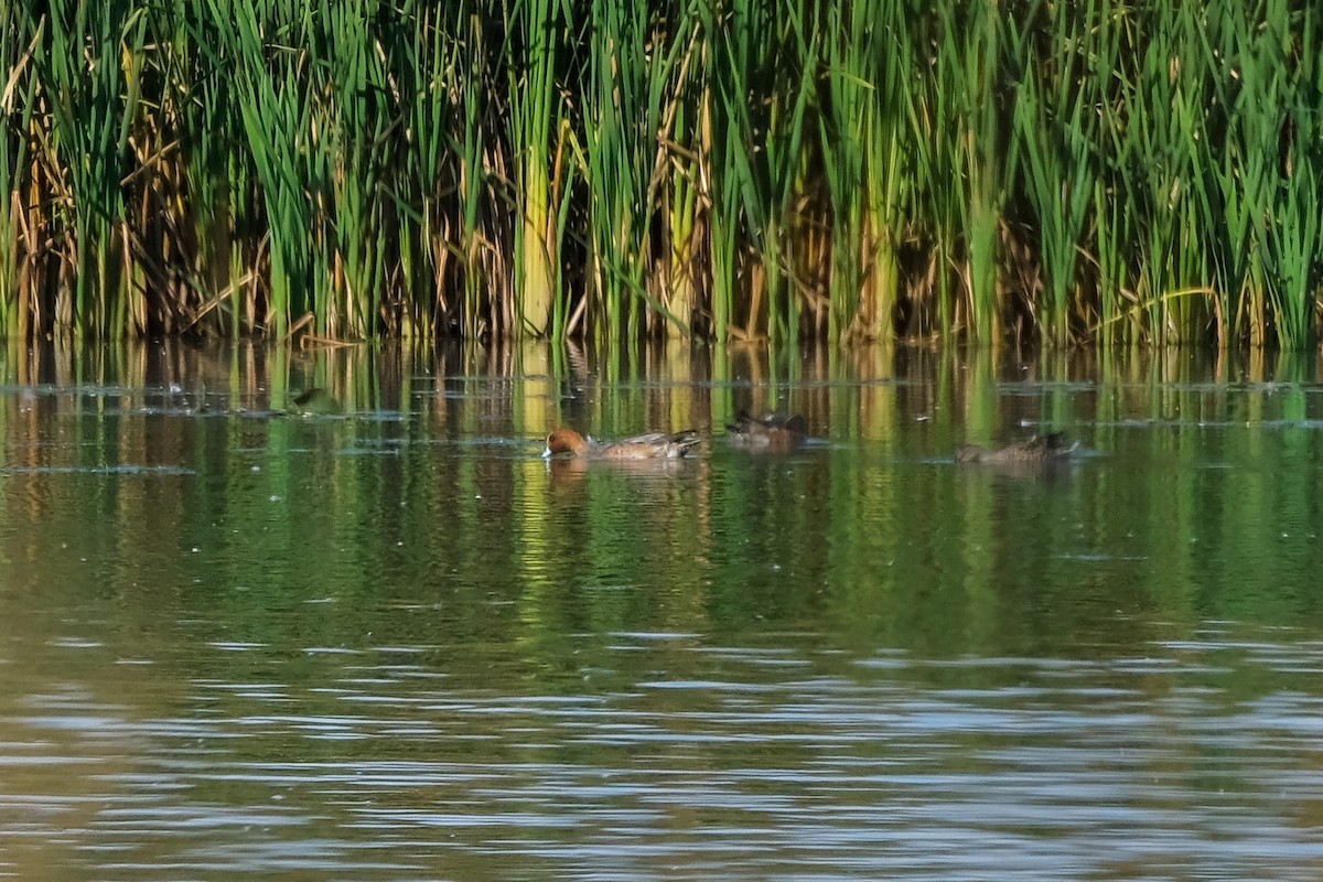 Eurasian Wigeon - ML643156975