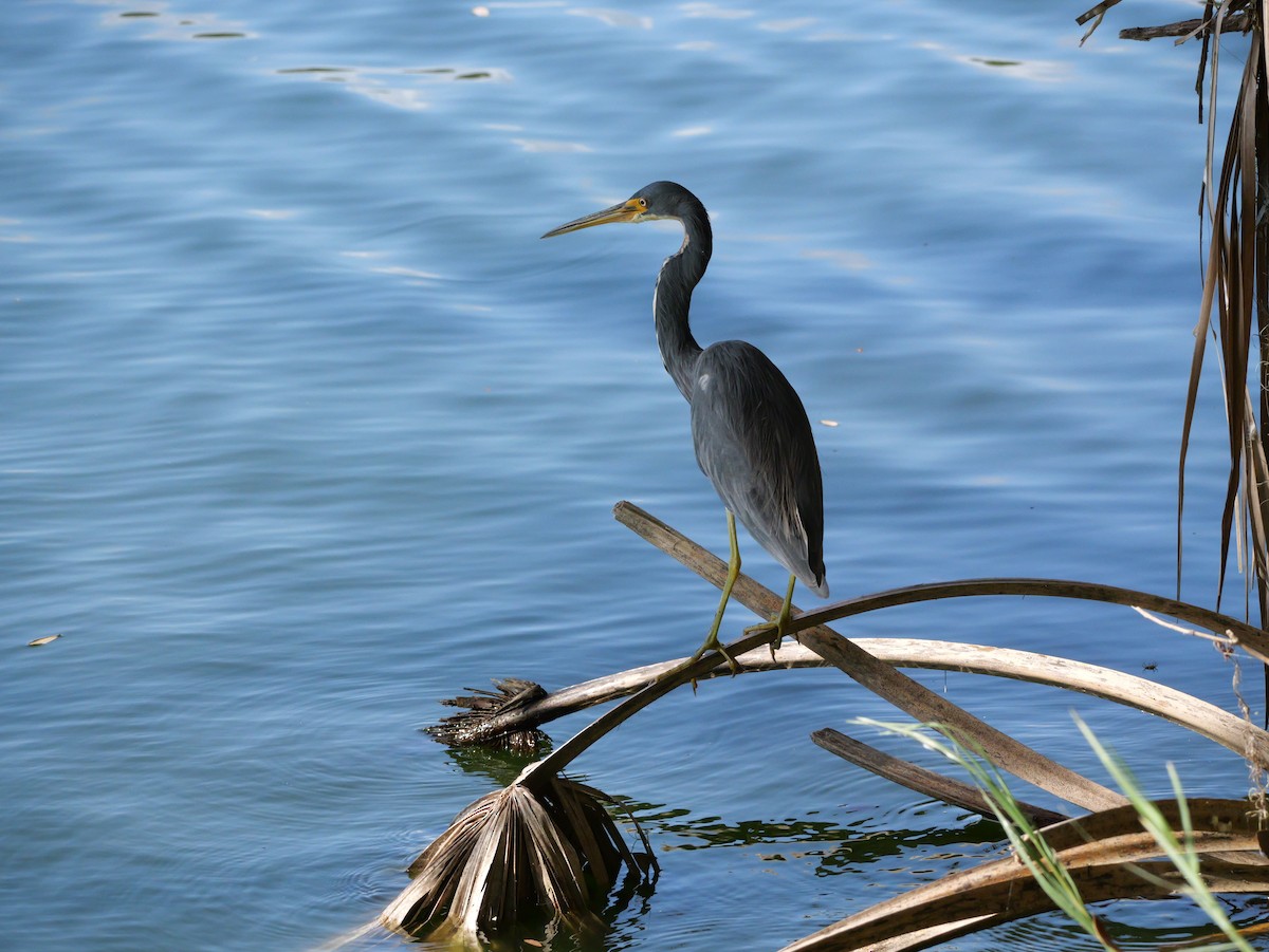 Tricolored Heron - ML643157016