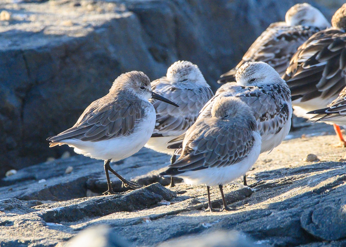 beringsnipe - ML643157027