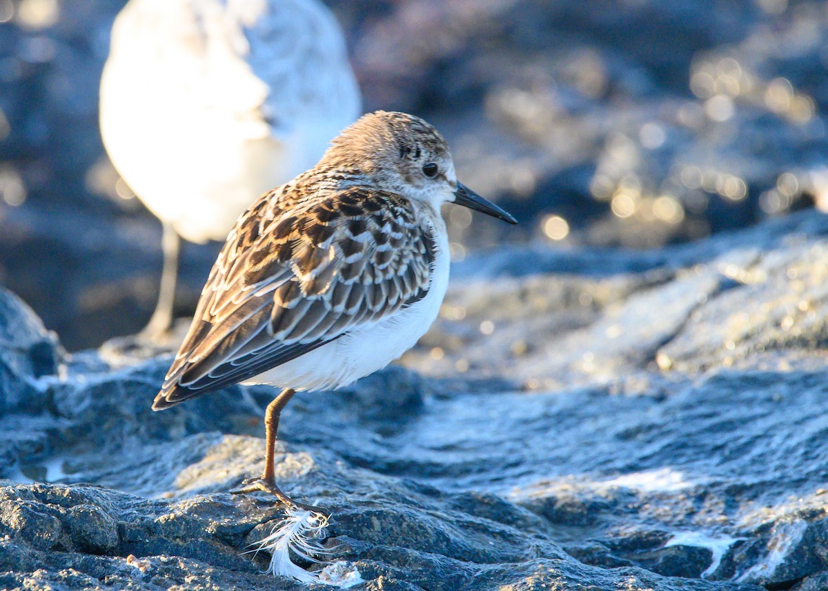 beringsnipe - ML643157029