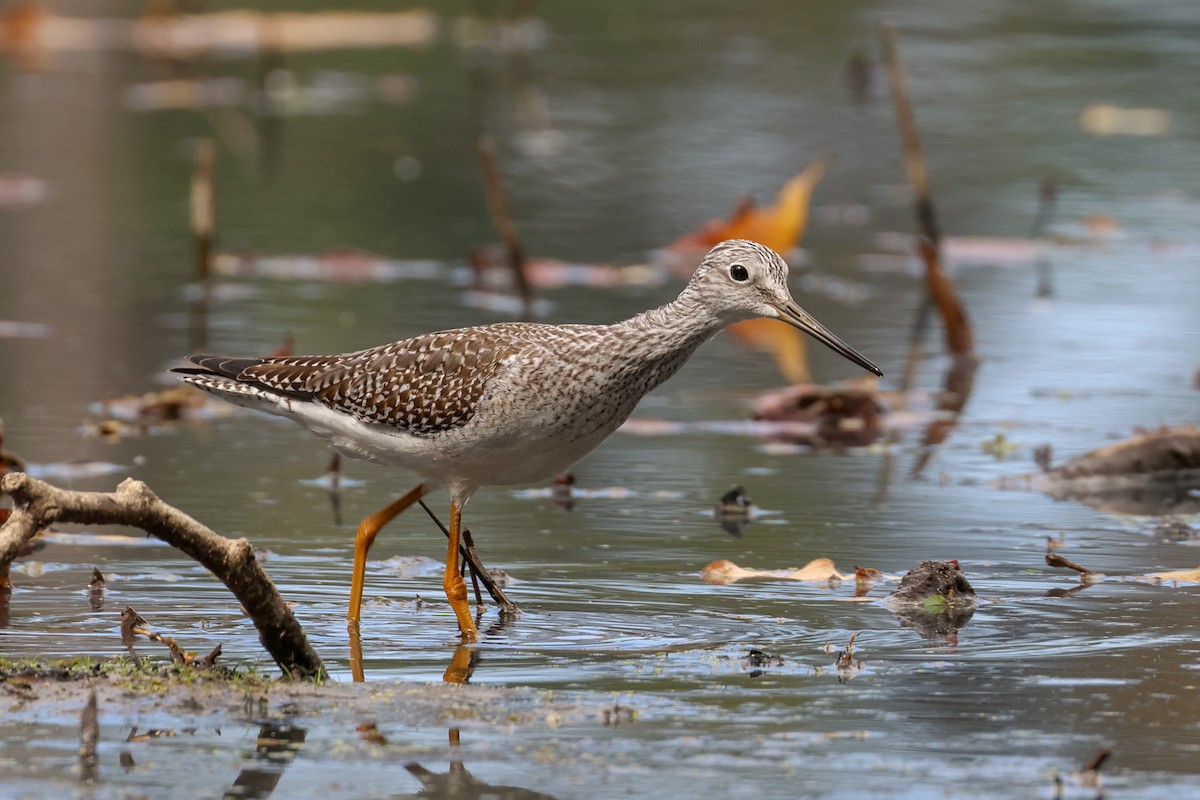 plystresnipe - ML643157039